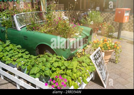 Giardino di fiori su un'auto riciclata per un concetto ecologico. Giardinaggio su un'auto spazzatura per riciclare un'idea. Foto Stock