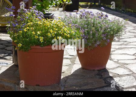 Fiori coltivati in vaso che crescono su un patio. Foto Stock