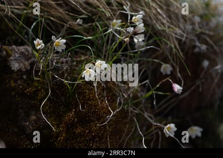 Snowdon Lily (Lloydia aka gagea serotina) Svizzera CH giugno 2013 Foto Stock