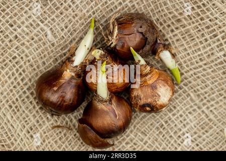 Prepararsi per la piantagione di bulbi di fiori di narciso in autunno Foto Stock