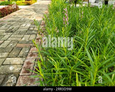 La crescita dei fiori di lavanda nel parco Foto Stock