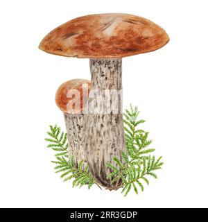 Funghi selvatici e acquerello muschio disegnati a mano illustrazioni botaniche realistiche. Bolo forestale isolato su sfondo bianco. Ideale per la stampa Foto Stock