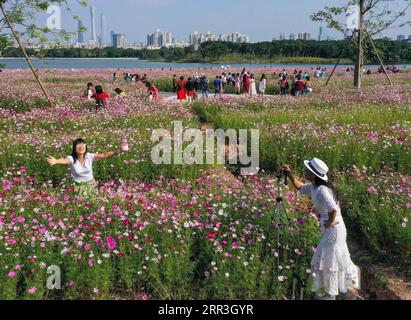 201103 -- GUANGZHOU, 3 novembre 2020 -- foto aerea scattata il 3 novembre 2020 mostra i turisti in posa per le foto tra i fiori del cosmo al Parco delle paludi di Haizhu a Guangzhou, capitale della provincia del Guangdong della Cina meridionale. CHINA-GUANGZHOU-COSMOS FLOWERS CN LiuxDawei PUBLICATIONxNOTxINxCHN Foto Stock