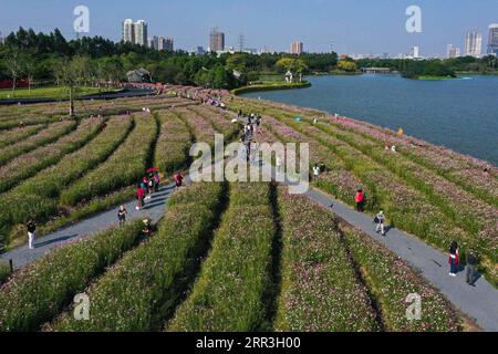 201103 -- GUANGZHOU, 3 novembre 2020 -- foto aerea scattata il 3 novembre 2020 mostra i turisti che guardano i fiori del cosmo al Parco delle paludi di Haizhu a Guangzhou, capitale della provincia del Guangdong della Cina meridionale. CHINA-GUANGZHOU-COSMOS FLOWERS CN LiuxDawei PUBLICATIONxNOTxINxCHN Foto Stock