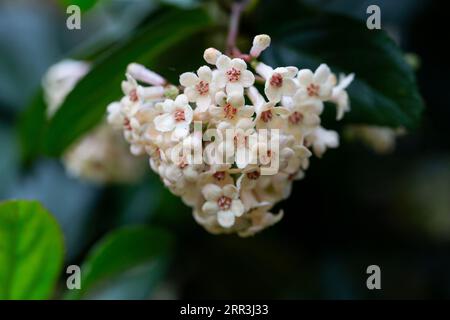 Viburnum suspensum - gruppi di piccoli fiori bianchi su un ramo, fuoco selettivo. Sfondo fiore primaverile Foto Stock