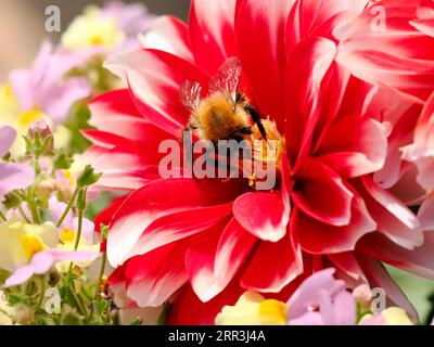 Macro di bumblebee (Bombus) e foraggiamento su dahlia rossa in giardino francese Foto Stock
