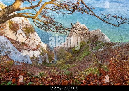 Costa del Mar Baltico con scogliere bianche sull'isola di Moen in Danimarca. Foto Stock