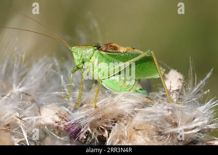Cavalletta verde su impianto di fioritura del cardo. Grande cricket verde, Tettigonia viridissima. Foto Stock