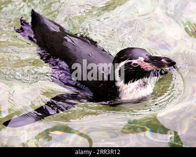 Pinguino Humboldt (Spheniscus humboldti) che nuota e visto dall'alto Foto Stock