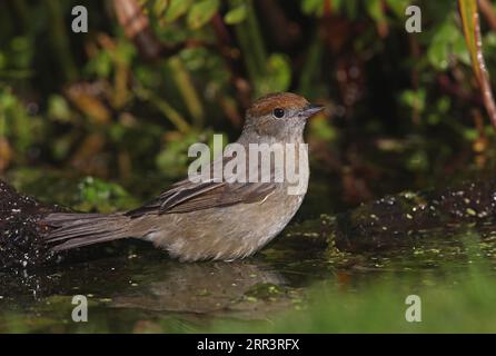 Blackcap (Sylvia atricapilla) donne che fanno il bagno nello stagno Eccles-on-Sea, Norfolk, Regno Unito. Ottobre Foto Stock