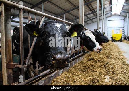 201110 -- VARSAVIA, 10 novembre 2020 -- foto scattata il 19 aprile 2017 mostra una fattoria di mucche nel villaggio di Lipnice, vicino alla capitale polacca di Varsavia. L'Unione europea è uno dei maggiori fornitori di latte sul mercato cinese, con la Polonia che rappresenta una quota del 12,7 per cento, secondo il direttore della camera polacca del latte Agnieszka Maliszewska. Le statistiche del ministero delle Finanze polacco mostrano che, nonostante l'impatto della COVID-19, l'esportazione di prodotti lattiero-caseari dalla Polonia alla Cina è aumentata del 70% su base annua nel primo semestre del 2020. Recentemente, lotti di prodotti lattiero-caseari polacchi hanno preso treni merci per la Cina Foto Stock