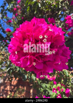 Bougainvillea Foto Stock