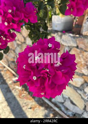 Bougainvillea Foto Stock