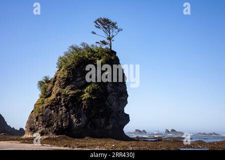 WA23535-00...WASHINGTON - Seastack e aquila calva in un albero a Kayostia Beach sulla North Olympic Wilderness Coast all'Olympic National Park. Foto Stock