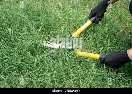 Un agricoltore usa le forbici per tagliare l'erba sul terreno. Foto Stock