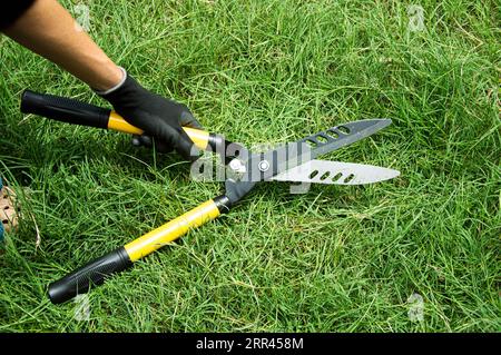 Un agricoltore usa le forbici per tagliare l'erba sul terreno. Foto Stock