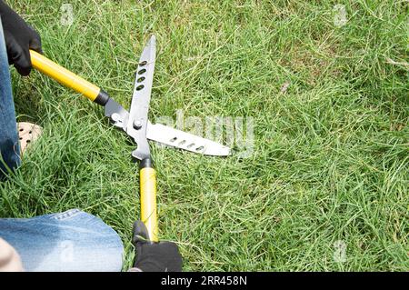 L'agricoltore utilizza le forbici per tagliare l'erba sul terreno, le forbici gialle Foto Stock