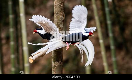 201121 -- PECHINO, 21 novembre 2020 -- fagiani d'argento volano tra bambù nel villaggio Fengtian di Yong An City, provincia del Fujian della Cina sud-orientale, 19 novembre 2020. XINHUA FOTO DEL GIORNO PengxZhangqing PUBLICATIONxNOTxINxCHN Foto Stock