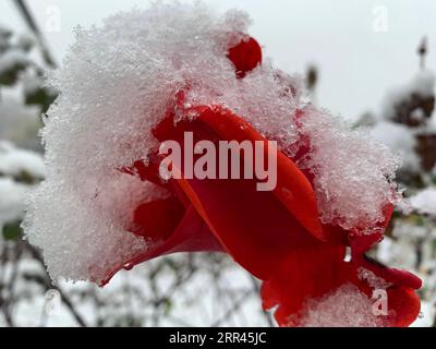 201121 -- PECHINO, 21 novembre 2020 -- neve poggia su un fiore nel sobborgo di Pechino, capitale della Cina, 21 novembre 2020. Pechino ha assistito a una nevicata sabato. CINA-PECHINO-NEVICATE CN LiuxJie PUBLICATIONxNOTxINxCHN Foto Stock