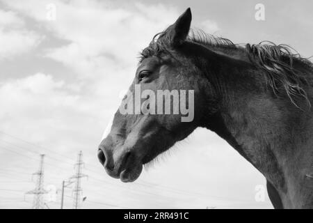 Queste foto sono state scattate in uno dei nuclei animali più belli di Erevan. C'è un cavallo più bello e carino che tu abbia mai visto. Foto Stock