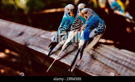 Gli uccelli sono grandi poser Foto Stock