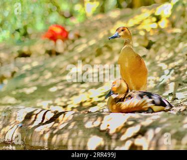 Gli uccelli sono grandi poser Foto Stock