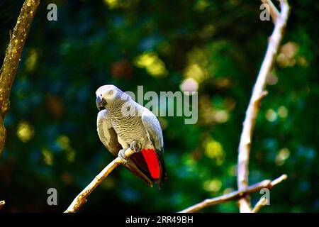 Gli uccelli sono grandi poser Foto Stock