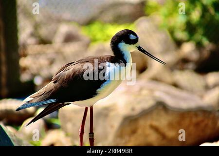 Gli uccelli sono grandi poser Foto Stock