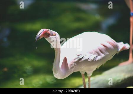 Gli uccelli sono grandi poser Foto Stock