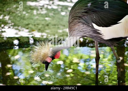 Gli uccelli sono grandi poser Foto Stock