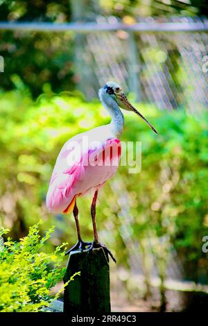 Gli uccelli sono grandi poser Foto Stock