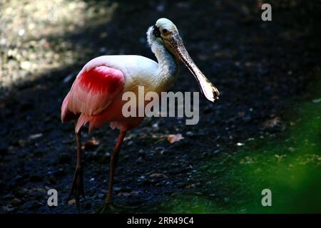 Gli uccelli sono grandi poser Foto Stock