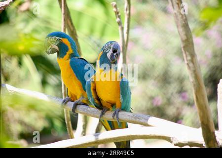 Gli uccelli sono grandi poser Foto Stock