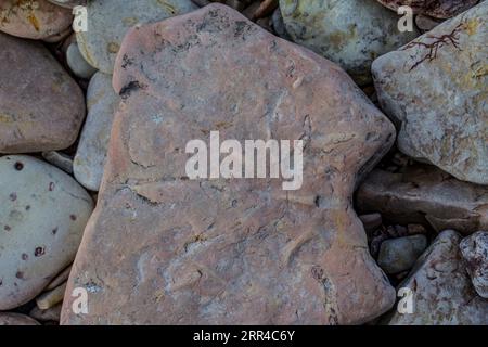 Fossile, ichnofossile - studio paleontologico, storia naturale, petrifactologia fossili in antichi calcari. Nidi di Brachiopod e gastropodi, mangiatore di fango Foto Stock