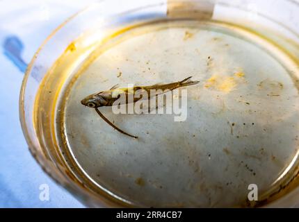 Scolecologia. Il leccio di pesce (Piscicola geometra, Piscicolidae, Annelida) si è bloccato a friggere il pesce, che è morto per questo e succhia i succhi. Ventosa a forma di disco di e. Foto Stock