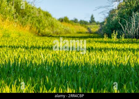 Ristagno di acqua. Questo ex canale di drenaggio si è insabbiato ed è cresciuto con soldato di acqua dolce (Stratiotes aloides) e divenne invalicabile. Lea Foto Stock