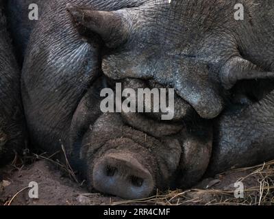 Primo piano del maiale nero Bigorre che dorme nel fango. Maiale guascone nel fango Foto Stock