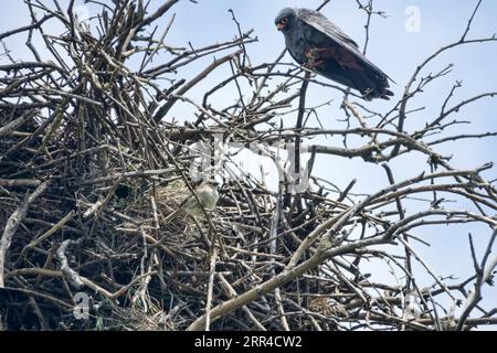 Simbiosi complessa ad una faccia, o sinoikia. Rook costruì il nido. Il falco dai piedi rossi ha preso il nido dal ruscello e si è stabilito proprio. Spanish Sparrow ne ha approfittato Foto Stock