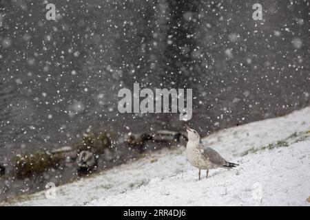 201130 -- RIGA, 30 novembre 2020 -- Un uccello è visto nella neve a riga, Lettonia, il 30 novembre 2020. Foto di /Xinhua LETTONIA-RIGA-SNOW EdijsxPalens PUBLICATIONxNOTxINxCHN Foto Stock