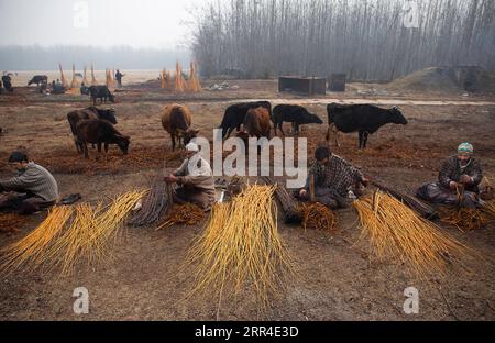 201201 -- SRINAGAR, 1 dicembre 2020 -- i lavoratori pelliscono la pelle dei bastoncini di vimini nel villaggio di Shallabugh nel distretto di Ganderbal, circa 25 km a nord della città di Srinagar, la capitale estiva del Kashmir controllato dagli indiani, 1 dicembre 2020. Il vimini viene utilizzato per la produzione di tradizionali vasi da fuoco localmente noti come Kangri, cesti e mobili. BASTONCINI DI VIMINI DEL KASHMIR JavedxDar PUBLICATIONxNOTxINxCHN Foto Stock