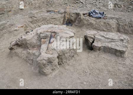 201203 -- SYDNEY, 3 dicembre 2020 -- foto scattata il 17 luglio 2015 mostra lo scheletro in fase di scavo nel campo nel Montana, negli Stati Uniti. Il più grande museo australiano ospiterà presto uno dei fossili di Triceratops più intatti e meglio conservati al mondo. Museums Victoria ha annunciato mercoledì uno scheletro di triceratops di 67 milioni di anni al 87% completo andrà in mostra al Melbourne Museum dal 2021. ANDARE CON il museo australiano per raggiungere uno dei fossili di dinosauri più intatti al mondo /Musei Victoria/Handout via Xinhua AUSTRALIA-SYDNEY-TRICERATOPS FOSSILE HeinrichxMallison PUBL Foto Stock