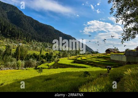 Bandipora, Kashmir, India. 6 settembre 2023. Un contadino lavora nel campo di riso durante una serata nuvolosa a Bandipora, a circa 80 km da Srinagar, la capitale estiva di Jammu e Kashmir. (Immagine di credito: © Saqib Majeed/SOPA Images via ZUMA Press Wire) SOLO USO EDITORIALE! Non per USO commerciale! Foto Stock