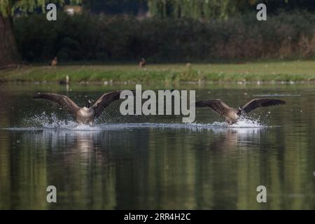 Le oche canadesi atterrano sull'acqua Foto Stock