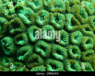 201205 -- HONG KONG, 5 dicembre 2020 -- foto scattata il 5 dicembre 2020 mostra Dipsastraea sp. Presso la diga orientale di High Island Reservoir a Hong Kong, nel sud della Cina. Il Dipartimento Agricoltura, pesca e conservazione del governo HKSAR di Hong Kong ha annunciato sabato che il Reef Check di quest'anno ha dimostrato che i coralli locali sono generalmente in condizioni sane e stabili e che la diversità delle specie rimane sul lato alto. CHINA-HONG KONG-CORAL REEF CHECK CN XINHUA PUBLICATIONXNOTXINXCHN Foto Stock