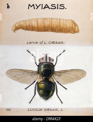 La Larva e la mosca di una Greenbottle (Lucilia caesar), disegno colorato di A.J.E. terzi. Foto Stock