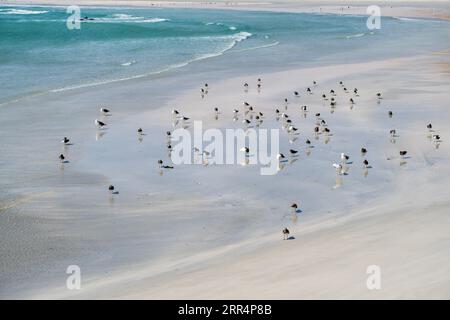 In una scena tranquilla, un gruppo di gabbiani riposa sulle sabbie dorate dell'isolata spiaggia di Shuwmamiyah, Oman. La spiaggia incontaminata, adagiata sulla costa Foto Stock