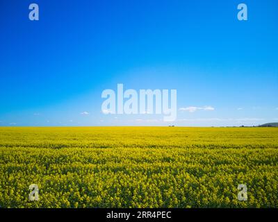 Un campo di canola in Victoria Australia che mostra fiori gialli e uno sfondo blu del cielo, in un ambiente agricolo. Foto Stock