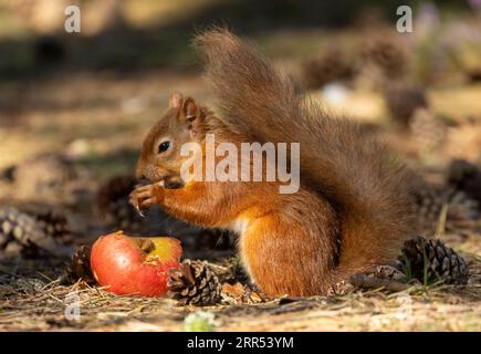 Piccolo scoiattolo rosso scozzese affamato e carino che mangia una mela nel bosco Foto Stock