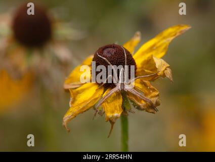 Un vivaio americano Web Spider poggia su un fiore di susan dagli occhi neri. La Pisaurina mira, nota anche come ragno vivaio americano, è una specie di spide Foto Stock