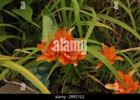 Fiorente doppio giglio asiatico, piccolo Double You, con fiori d'arancio in un giardino in estate nel Wisconsin, Stati Uniti Foto Stock